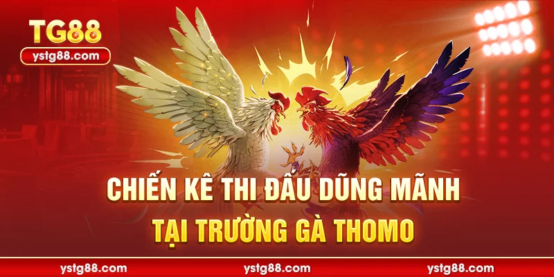 Chiến kê thi đấu dũng mãnh tại trường gà Thomo