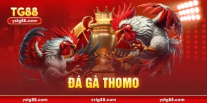 đá gà thomo