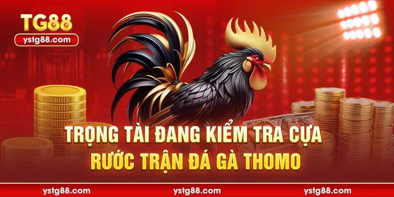 Trọng tài đang kiểm tra cựa gà trước giờ thi đấu